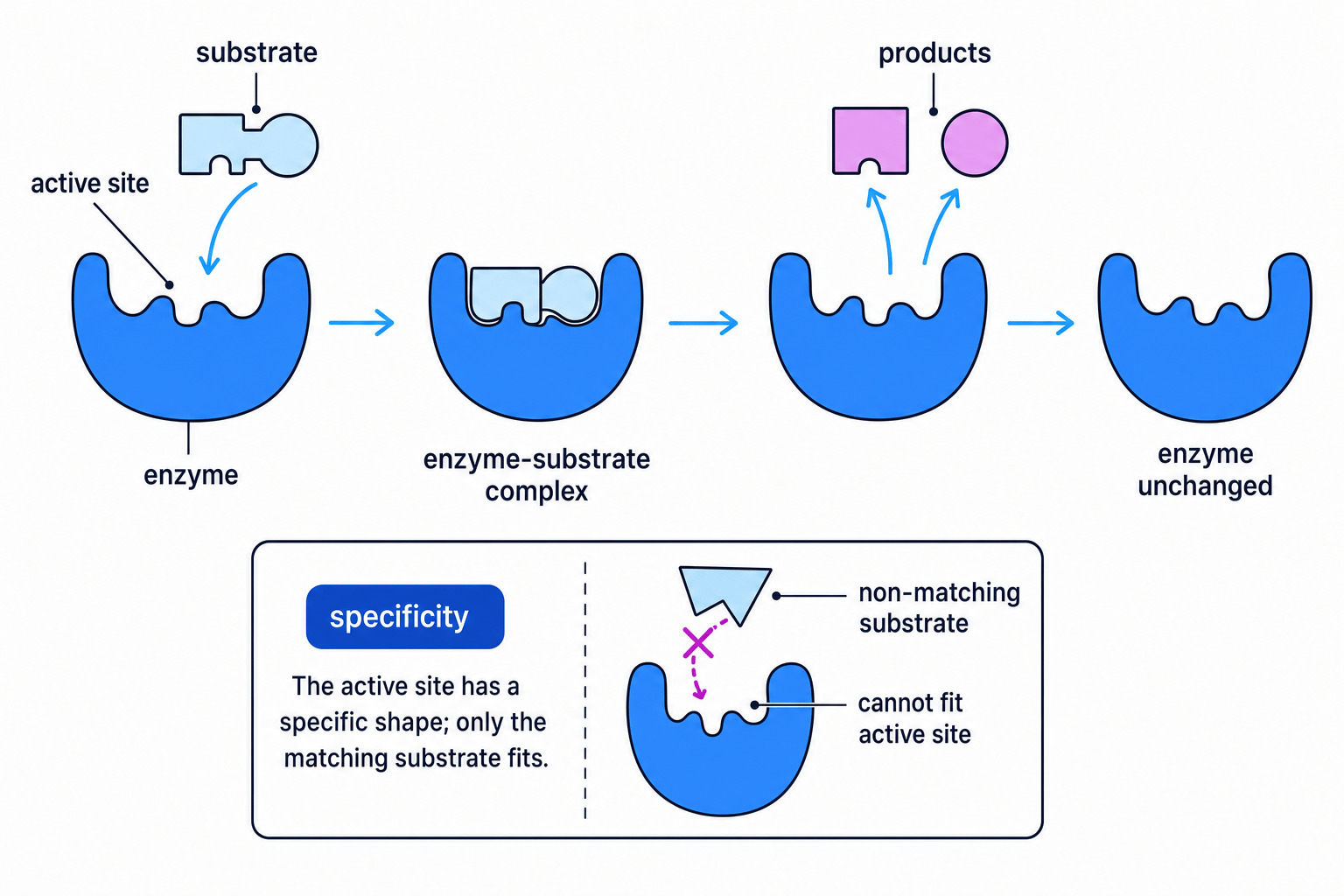 Diagram showing enzyme active site, substrate, enzyme-substrate complex, products, and enzyme specificity