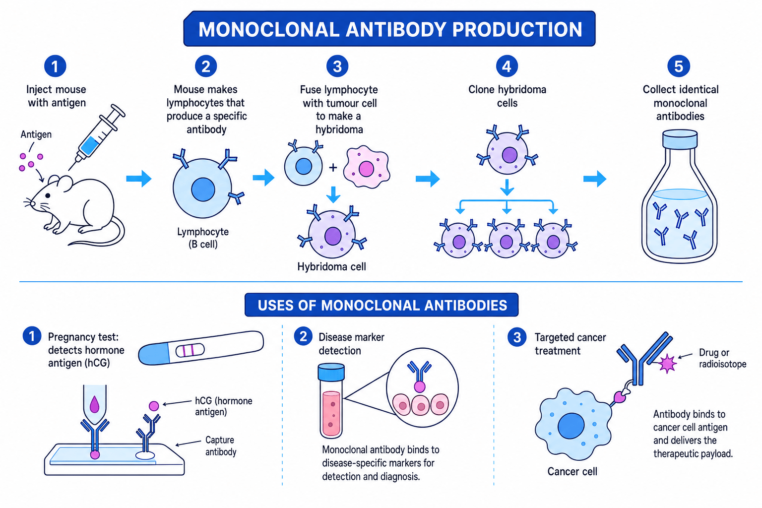 Step-by-step schematic of monoclonal antibody production and uses in pregnancy testing, disease detection and cancer treatment