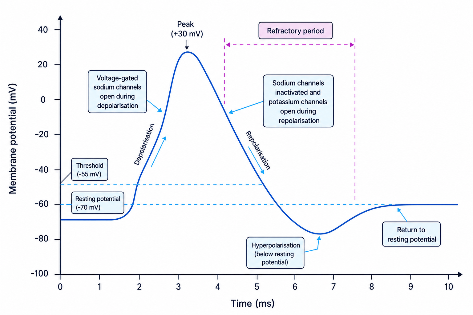 Action potential graph showing resting potential, threshold, depolarisation, repolarisation, hyperpolarisation and refractory period