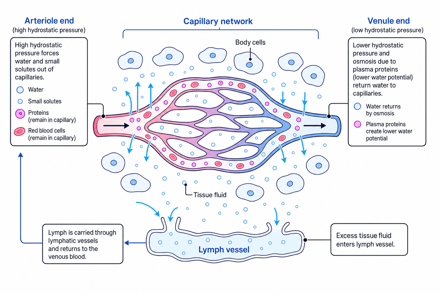 Capillary bed showing tissue fluid formation at arteriole end, reabsorption at venule end, and lymph drainage