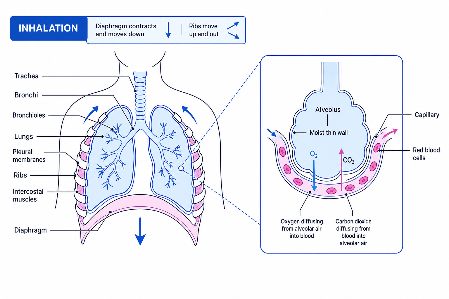 Human thorax and alveolus showing ventilation and diffusion of oxygen and carbon dioxide