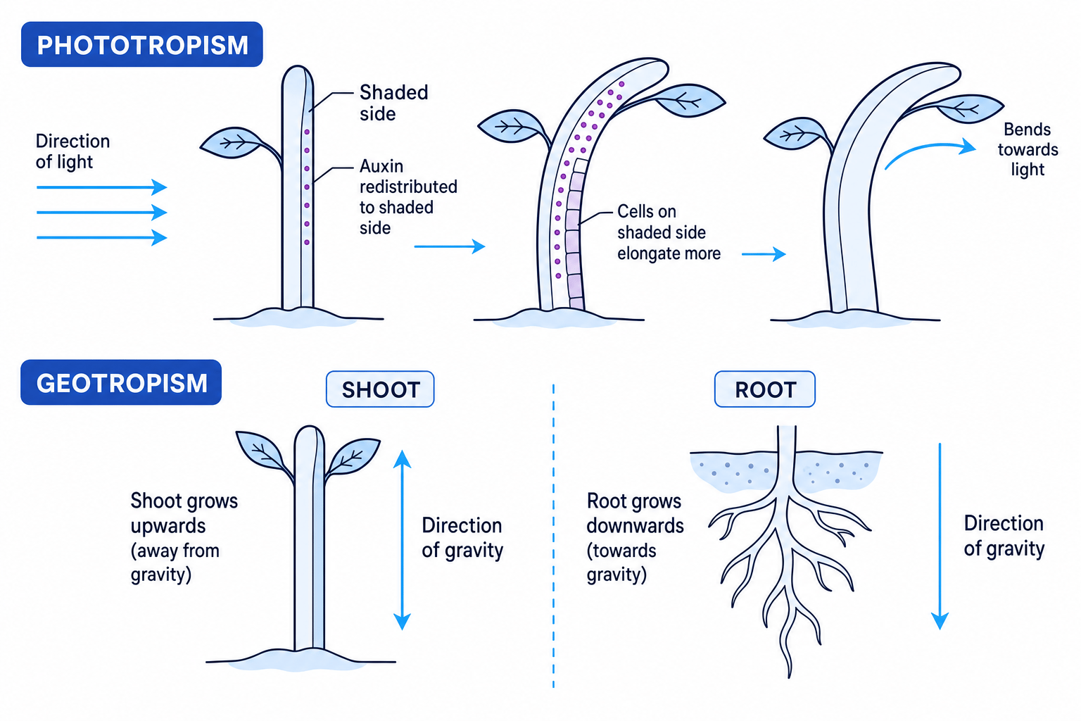 Labelled plant tropisms showing phototropism, geotropism and auxin movement