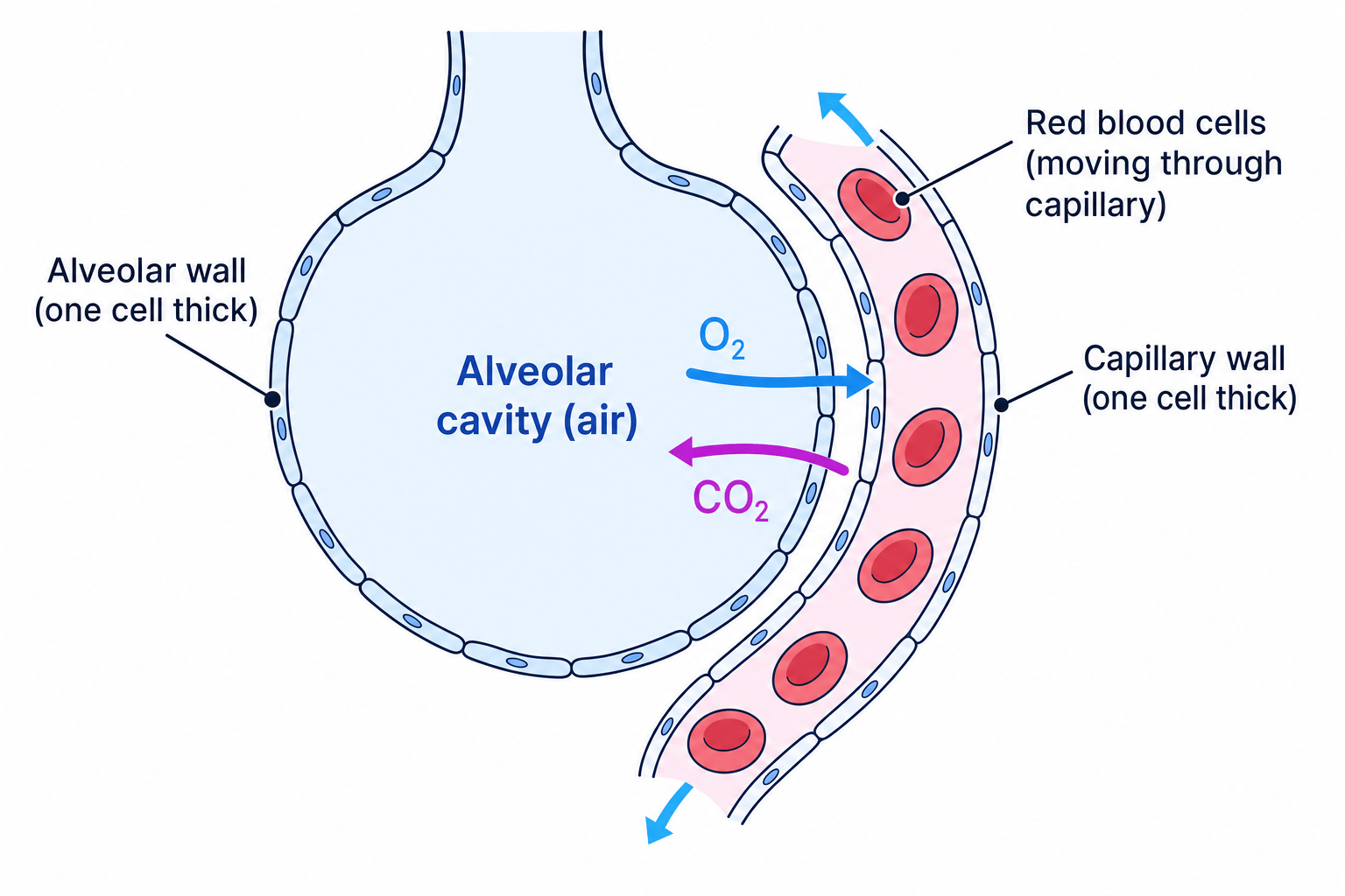 Alveolus and Capillary Cross-Section