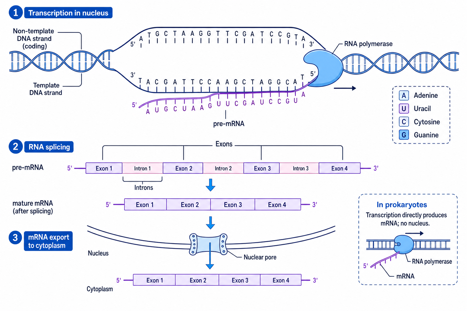 Schematic of transcription, RNA splicing and mRNA export