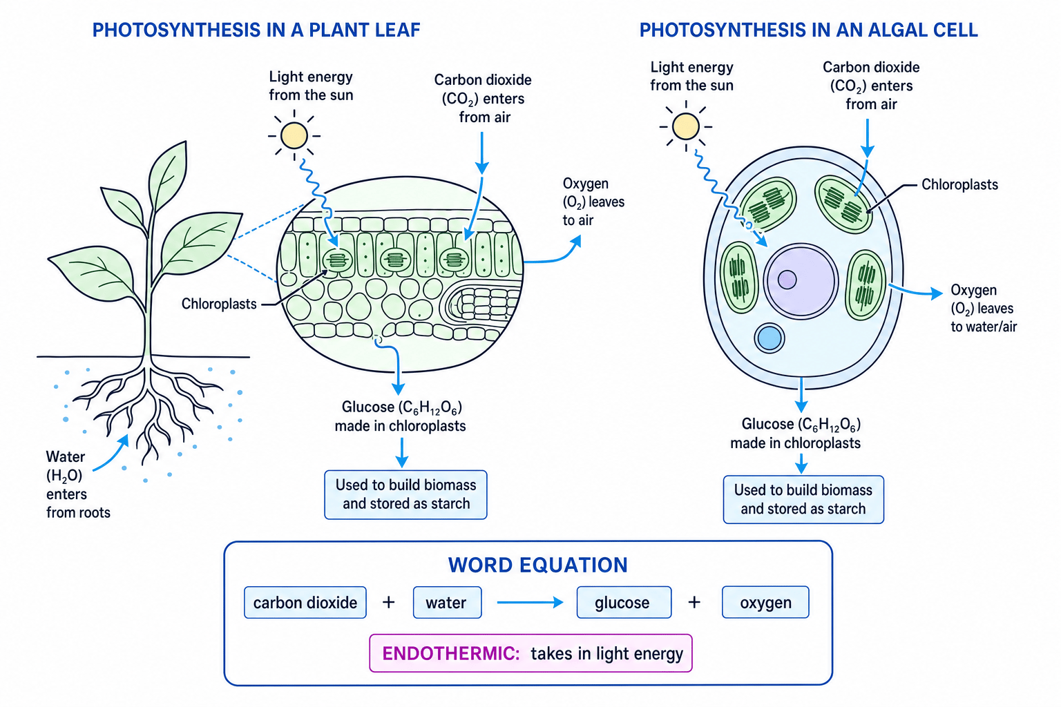 Photosynthesis inputs and outputs in a plant leaf and algal cell