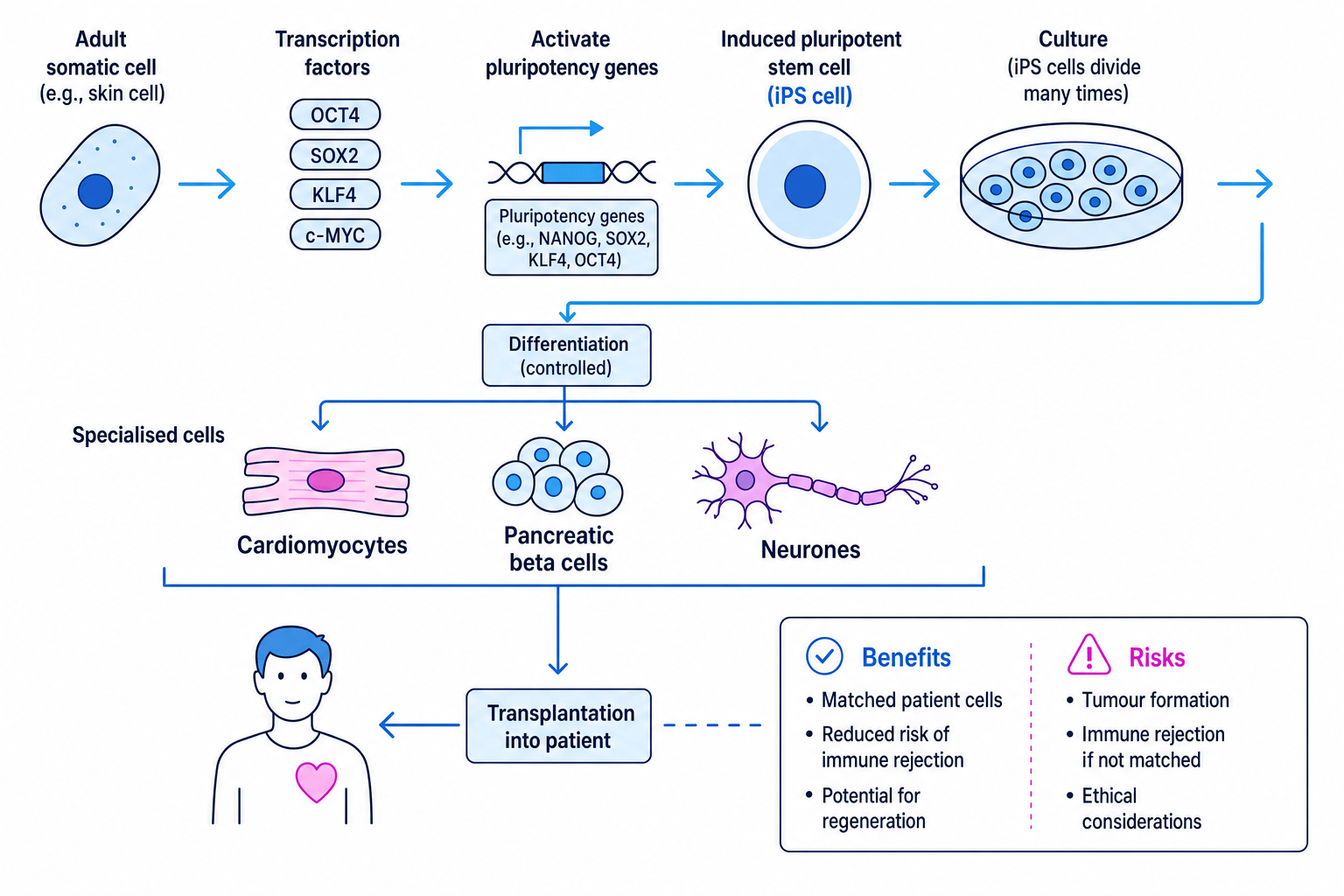 Schematic showing an adult somatic cell being reprogrammed by transcription factors into an induced pluripotent stem cell, then differentiated into specialised cells for therapy
