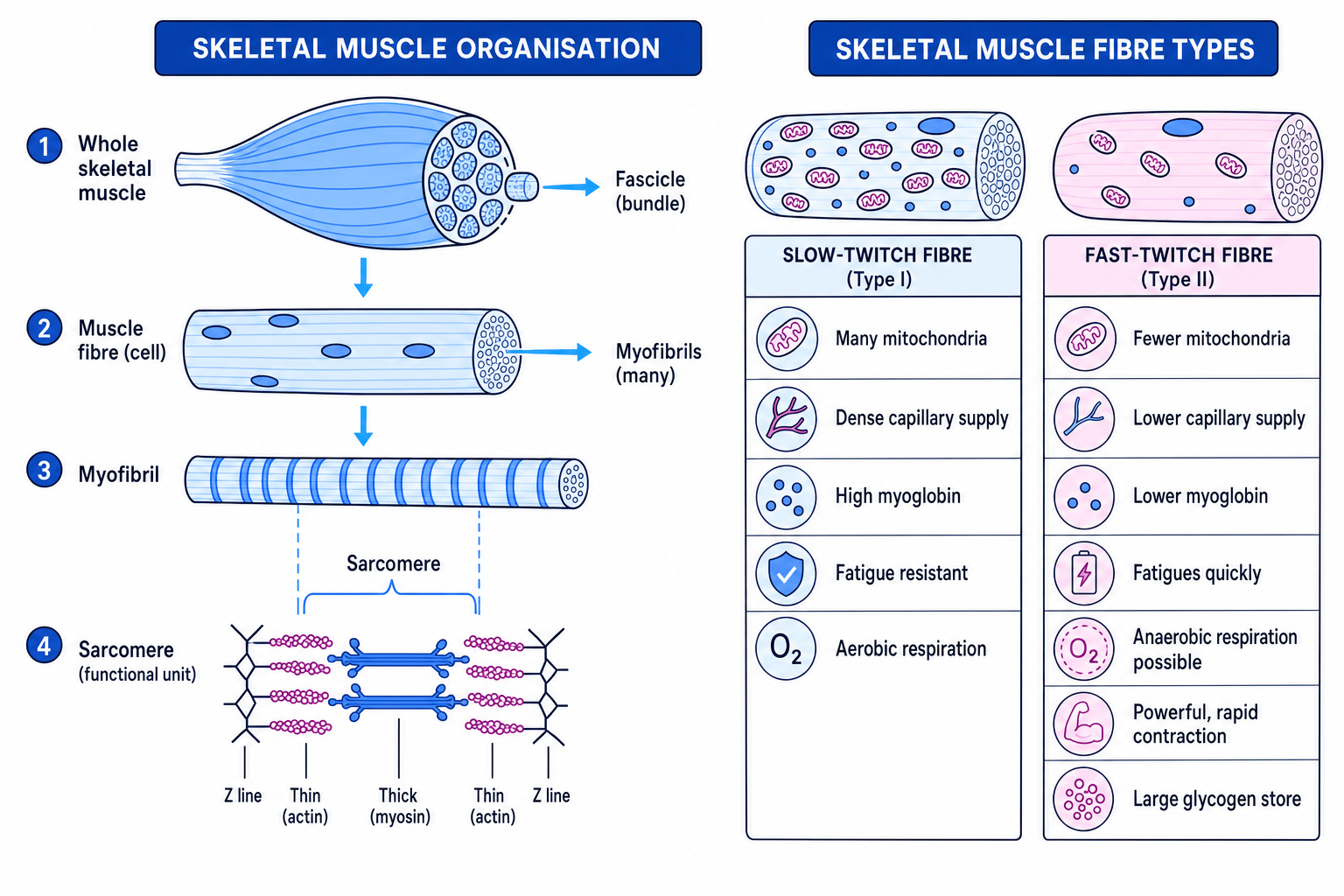 Skeletal muscle organisation and comparison of slow-twitch and fast-twitch fibres