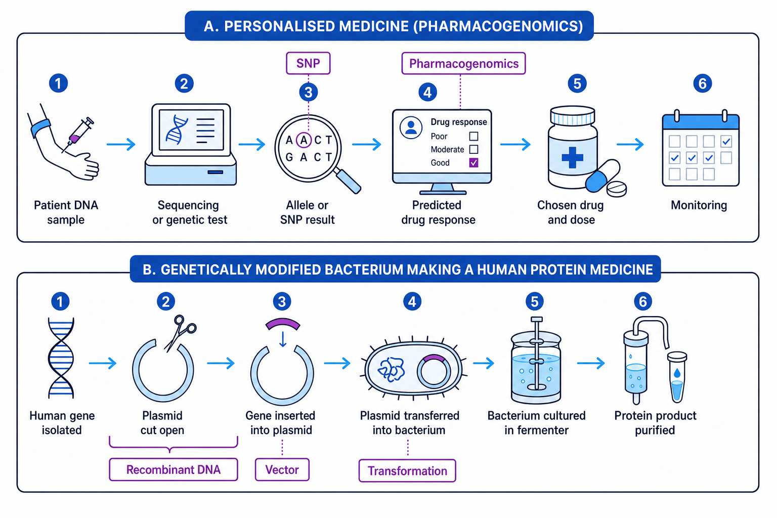 Flow diagram linking personalised medicine using SNP testing with genetically modified bacteria producing a human protein medicine