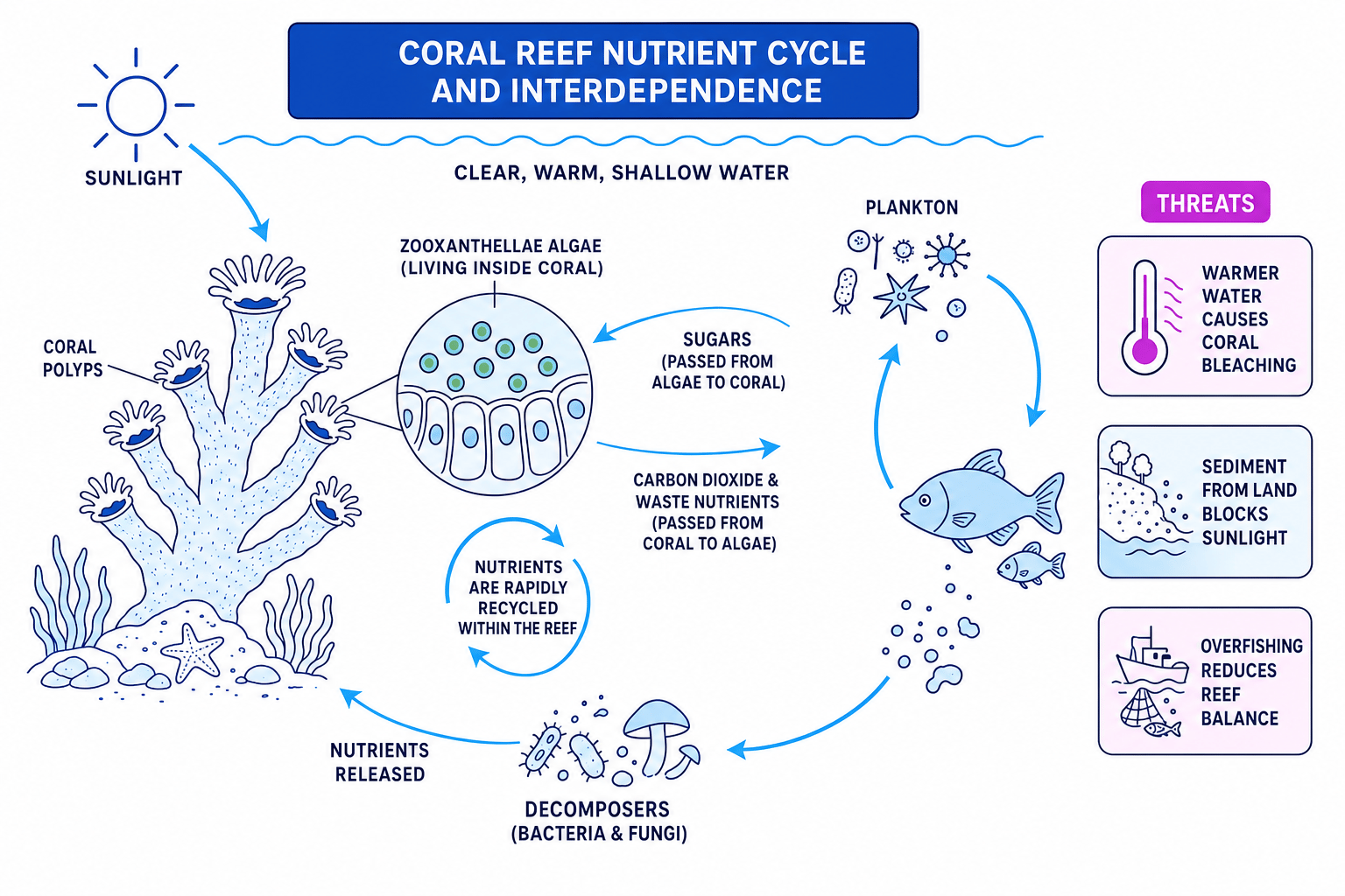Labelled diagram of coral reef nutrient cycling and interdependence