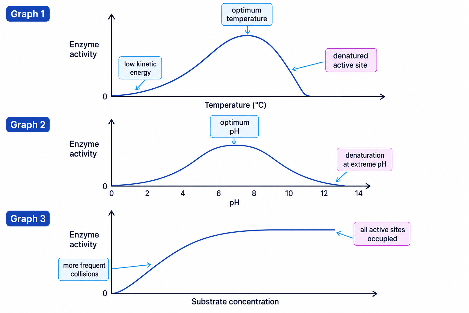 Graphs showing effects of temperature, pH and substrate concentration on enzyme activity