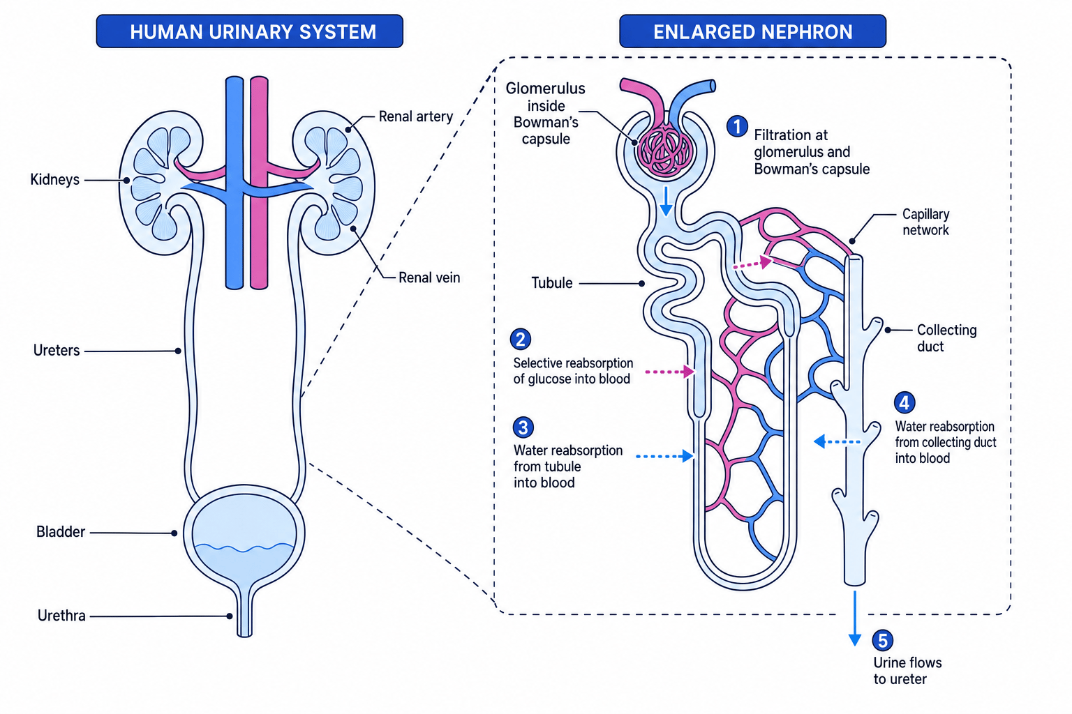 Labelled urinary system and enlarged nephron showing filtration, selective reabsorption and water reabsorption