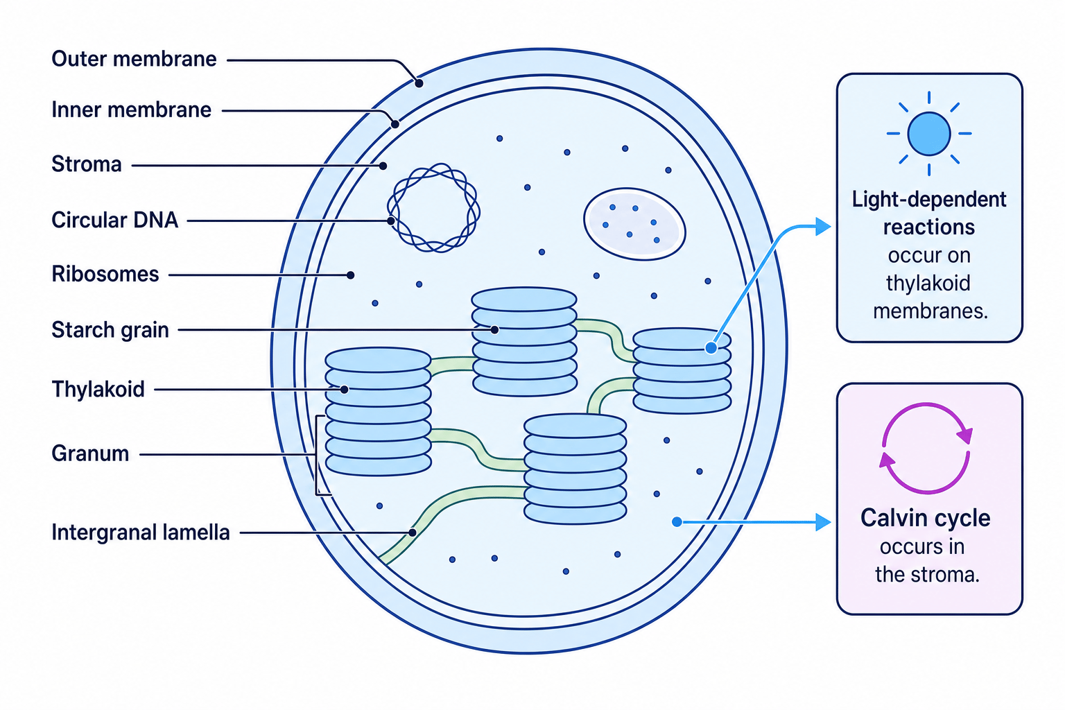 Annotated chloroplast showing membranes, grana, thylakoids, lamellae, stroma, DNA and photosynthesis sites