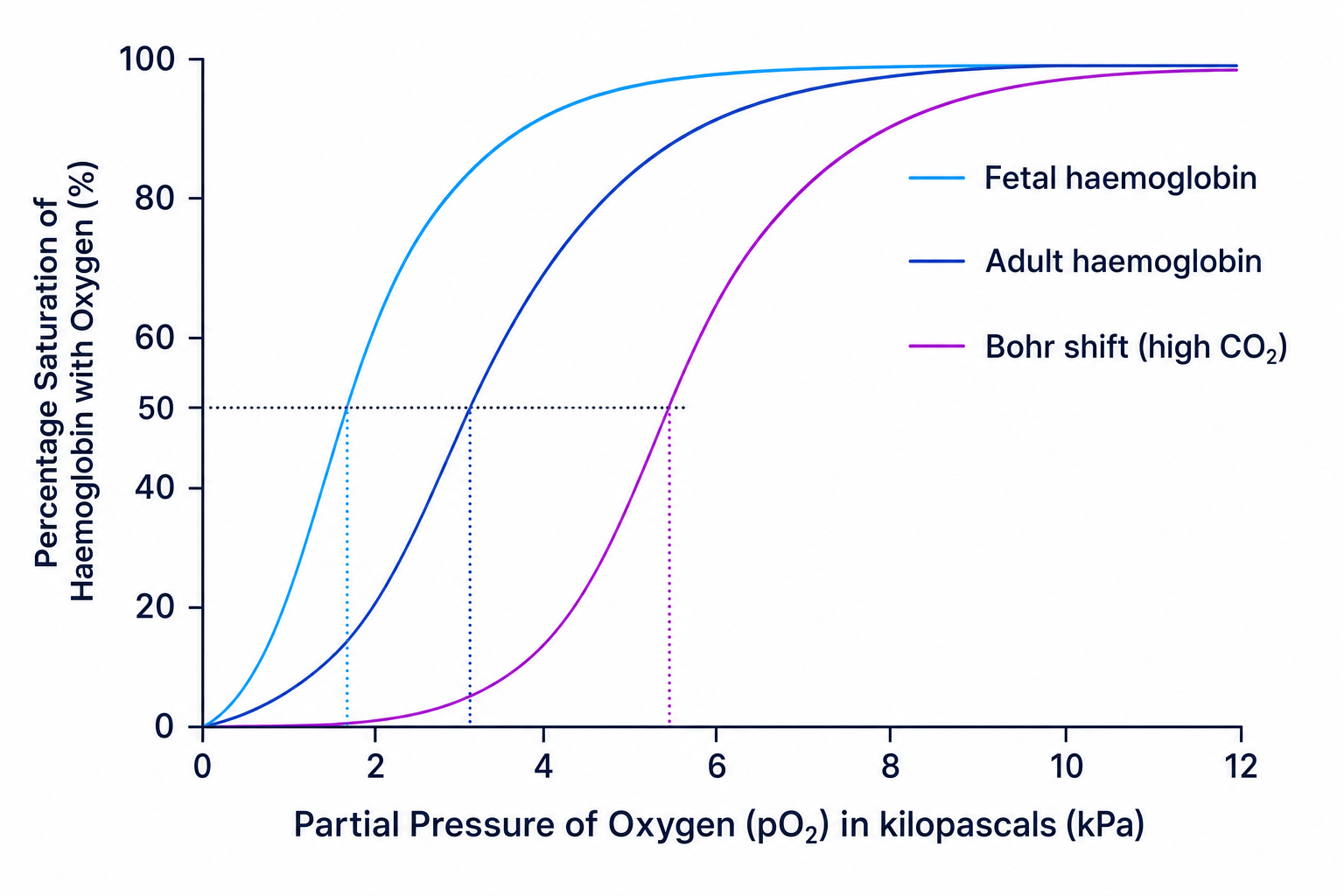 Oxygen dissociation curves showing Adult, Fetal, and Bohr Shift
