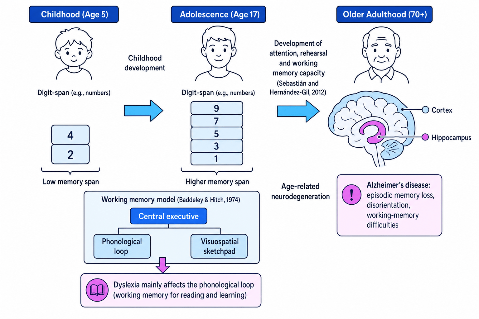 Lifespan memory development diagram showing childhood memory span, working memory, dyslexia and Alzheimer's disease