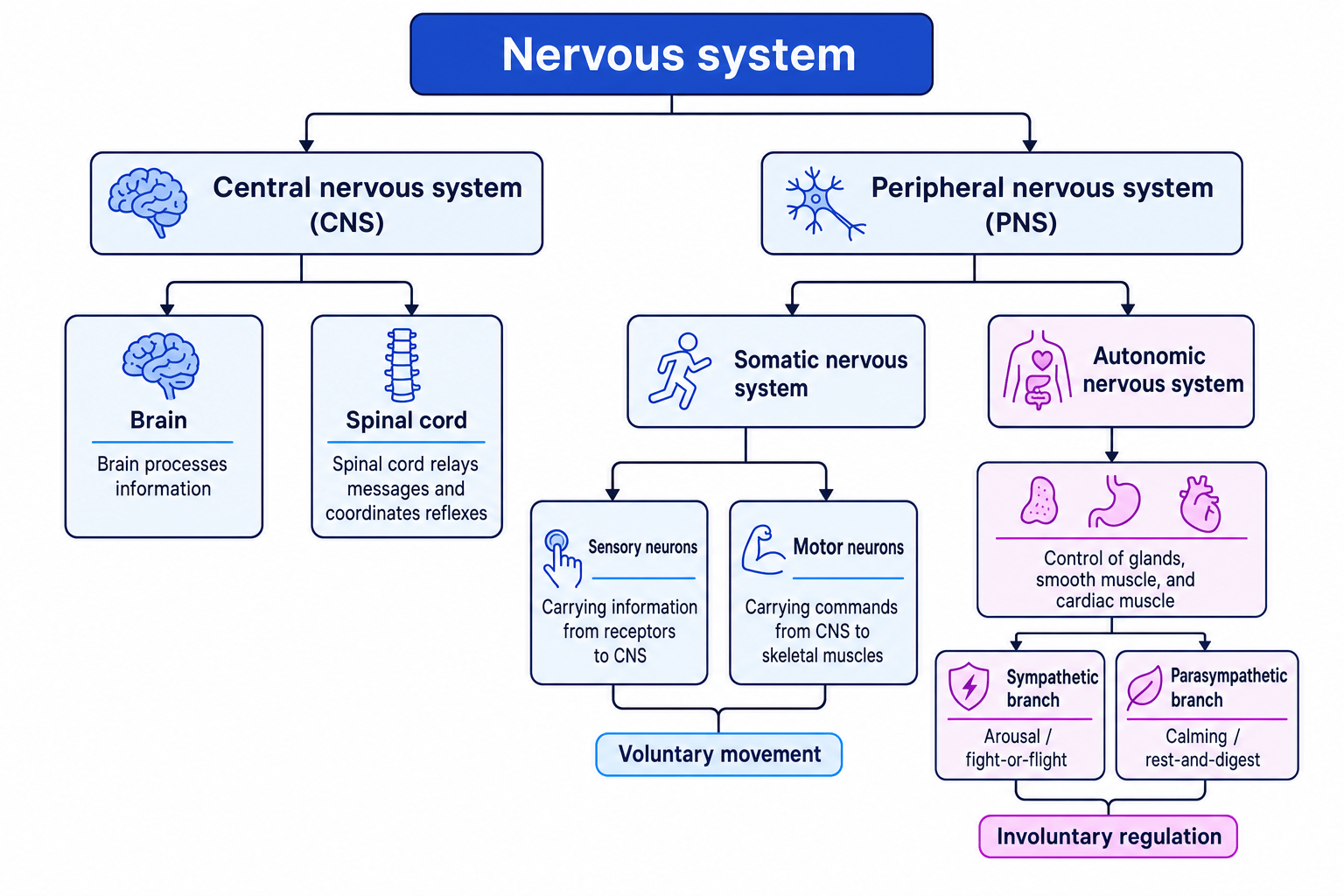 Hierarchy of the nervous system showing CNS, PNS, somatic and autonomic divisions