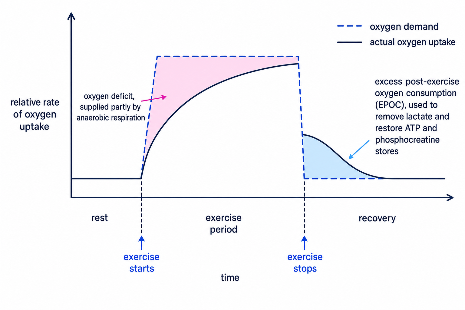 Graph showing oxygen demand, actual oxygen uptake, oxygen deficit during exercise, and excess post-exercise oxygen consumption during recovery