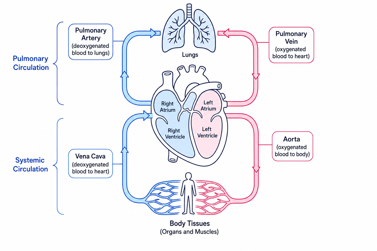 Labelled diagram of the human double circulatory system