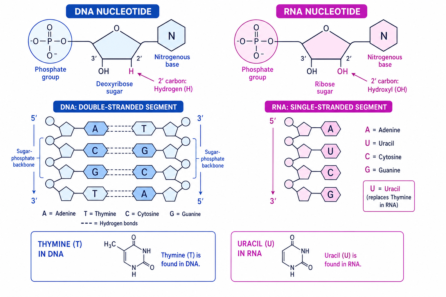 Labelled comparison of DNA and RNA nucleotide structure, base pairing and strand direction