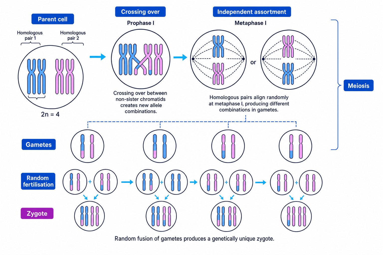 Diagram showing crossing over, independent assortment during meiosis, gamete formation and random fertilisation producing genetically unique zygotes