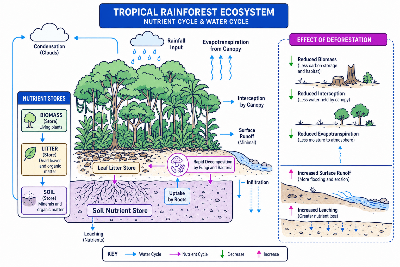 Labelled diagram of a tropical rainforest nutrient cycle and water cycle