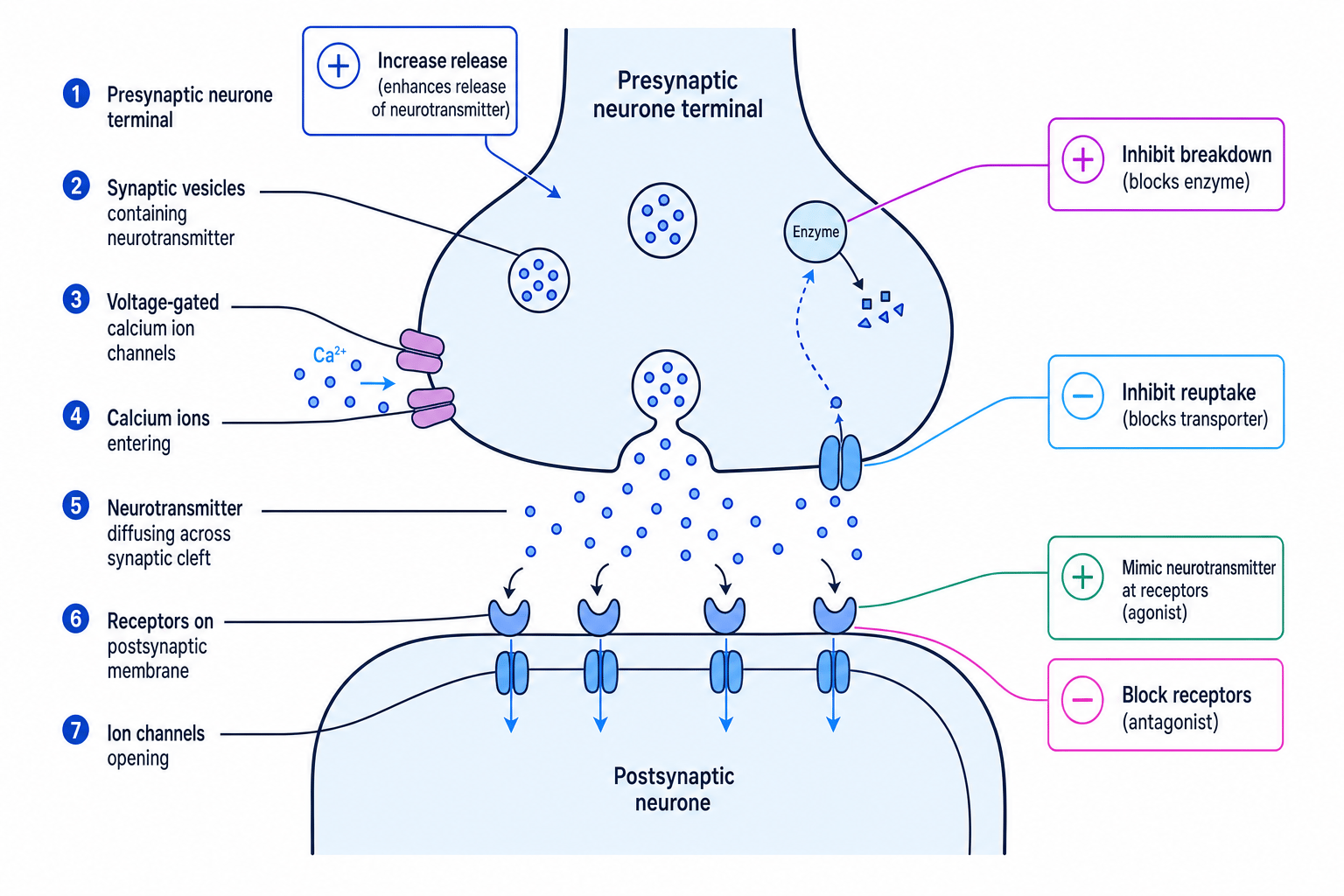Labelled chemical synapse showing neurotransmitter release, receptor binding, reuptake, breakdown and drug action points