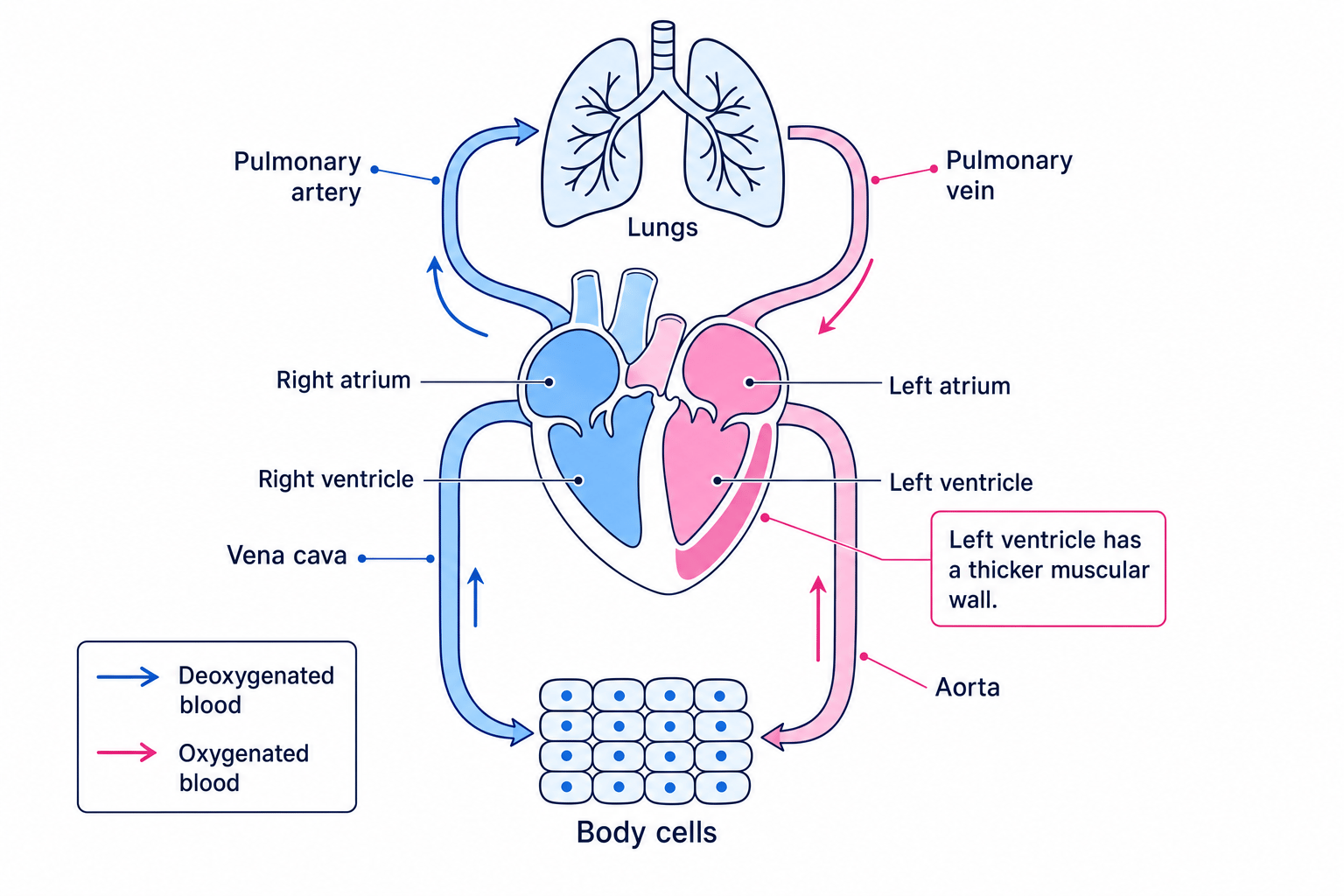 Labelled schematic of the human double circulatory system showing blood flow between body, heart and lungs