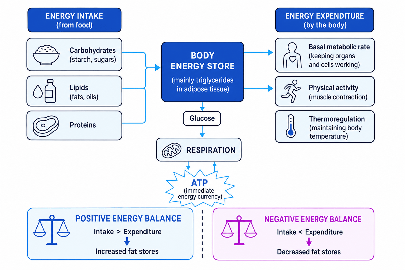 Energy balance schematic showing intake from carbohydrates, lipids and proteins, expenditure through basal metabolic rate, physical activity and thermoregulation, and positive or negative balance