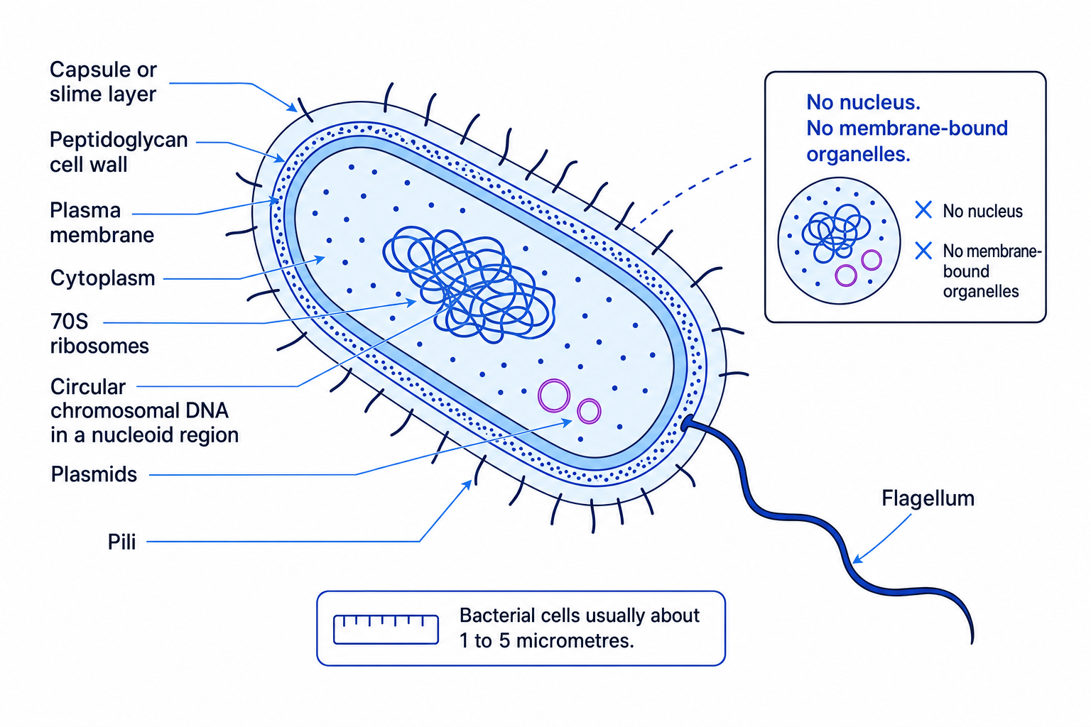 Annotated bacterial prokaryotic cell ultrastructure