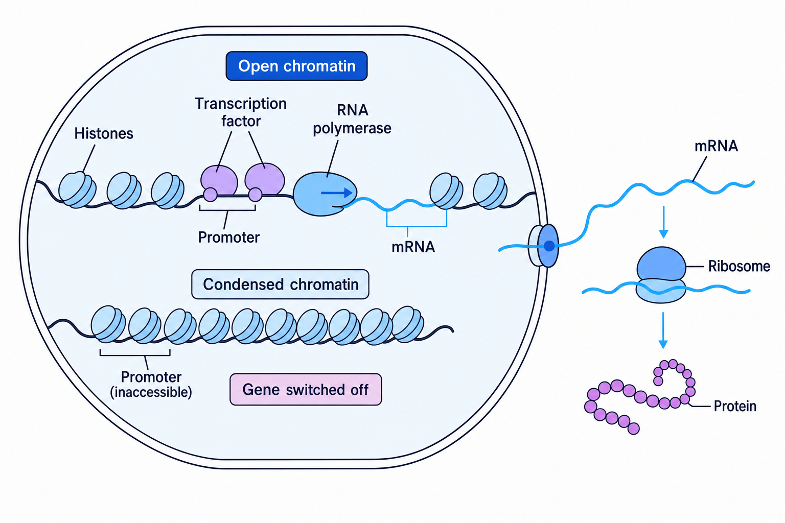 Gene expression control showing open chromatin with transcription factors and RNA polymerase making mRNA, and condensed chromatin with a gene switched off