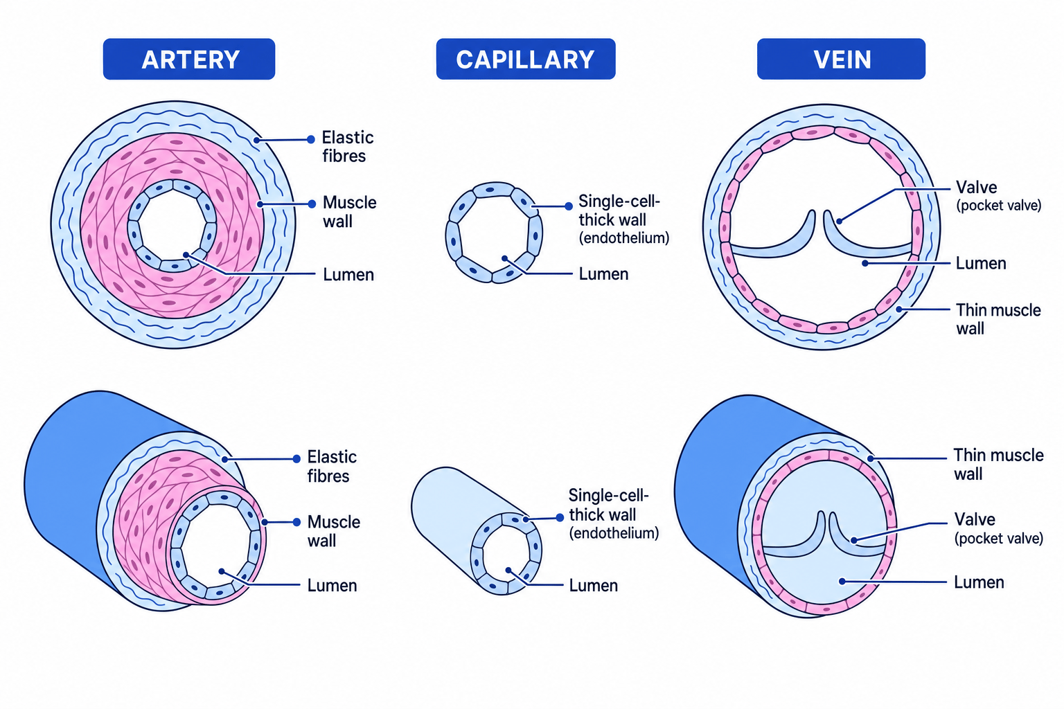 Diagram showing cross-sections and 3D views of an artery, capillary, and vein