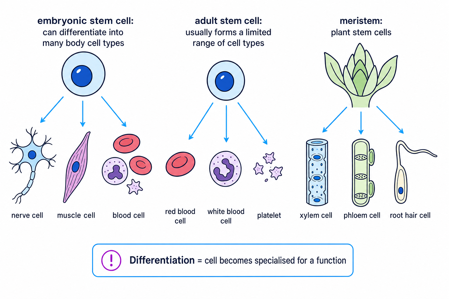 Diagram comparing embryonic stem cells, adult stem cells and plant meristems