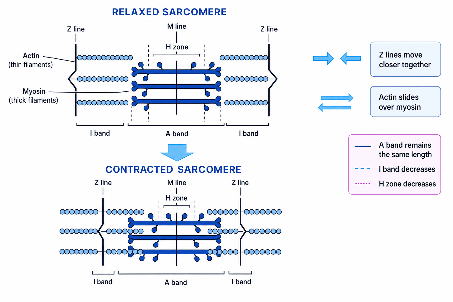 Relaxed and contracted sarcomere showing Z lines moving closer, actin sliding over myosin, and changes in A band, I band and H zone