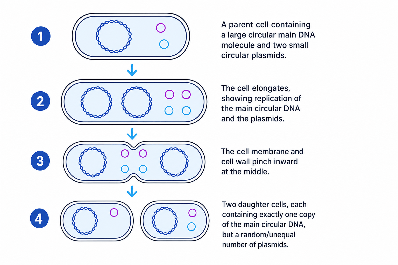 Binary Fission