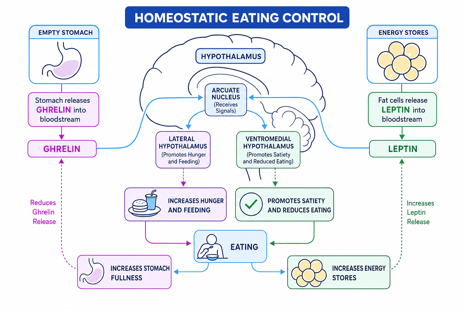 Schematic of homeostatic eating control showing ghrelin, leptin and hypothalamic areas