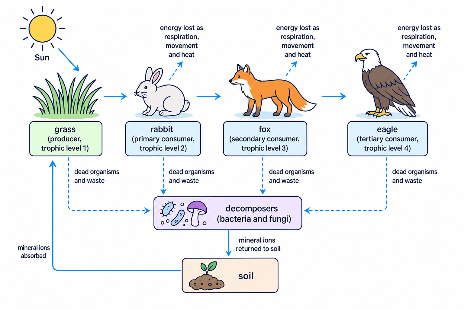 Food chain showing trophic levels, decomposers, mineral ion recycling and energy losses