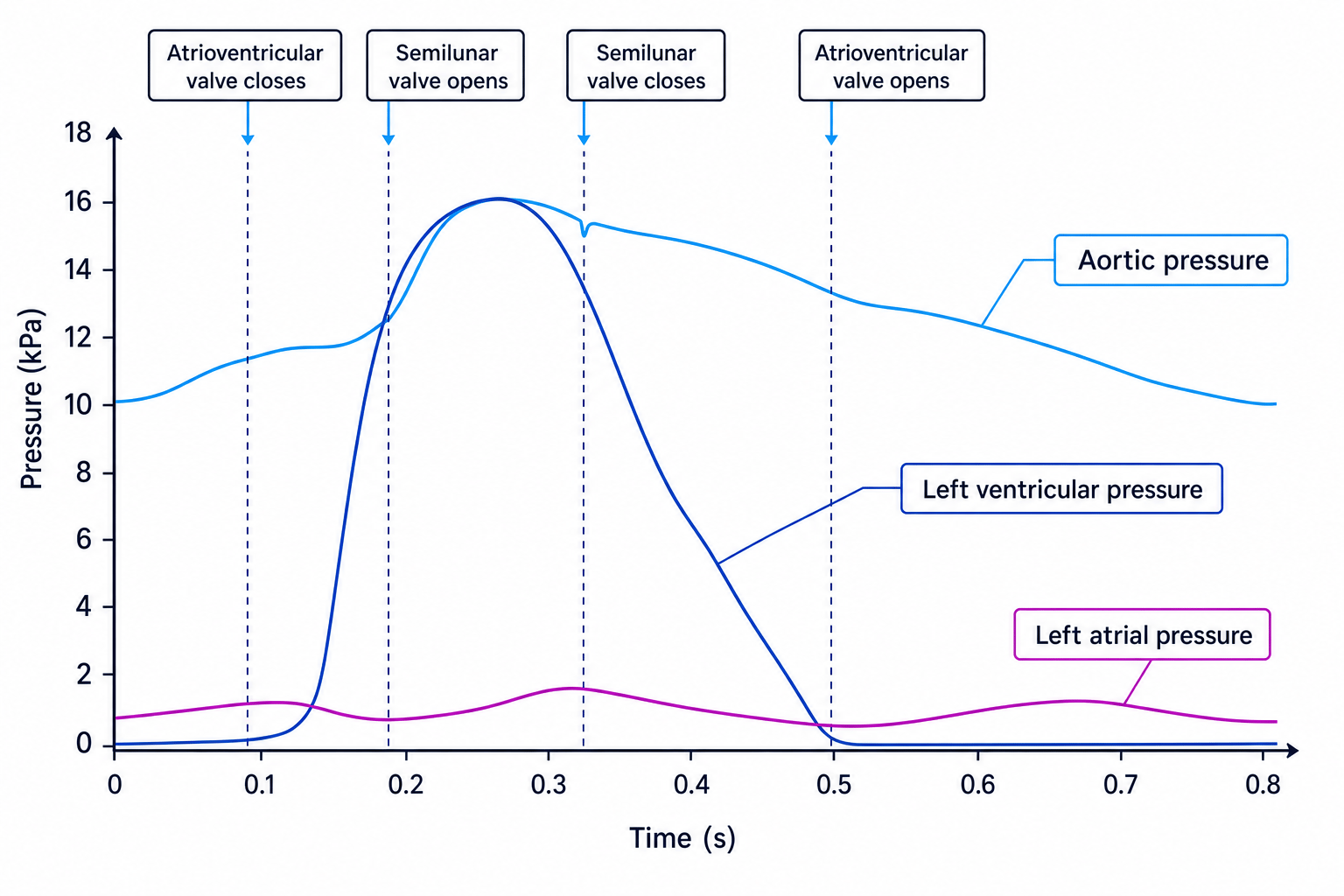 Pressure changes in the left side of the heart during the cardiac cycle
