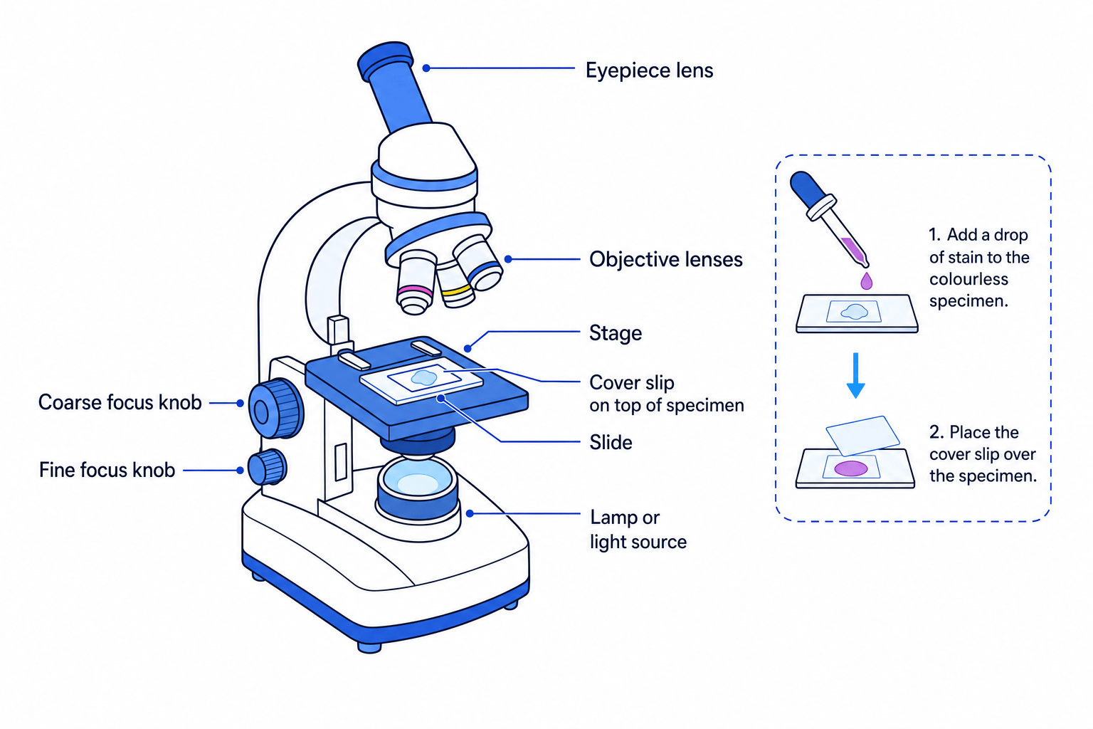 Labelled light microscope with slide, cover slip and stain inset