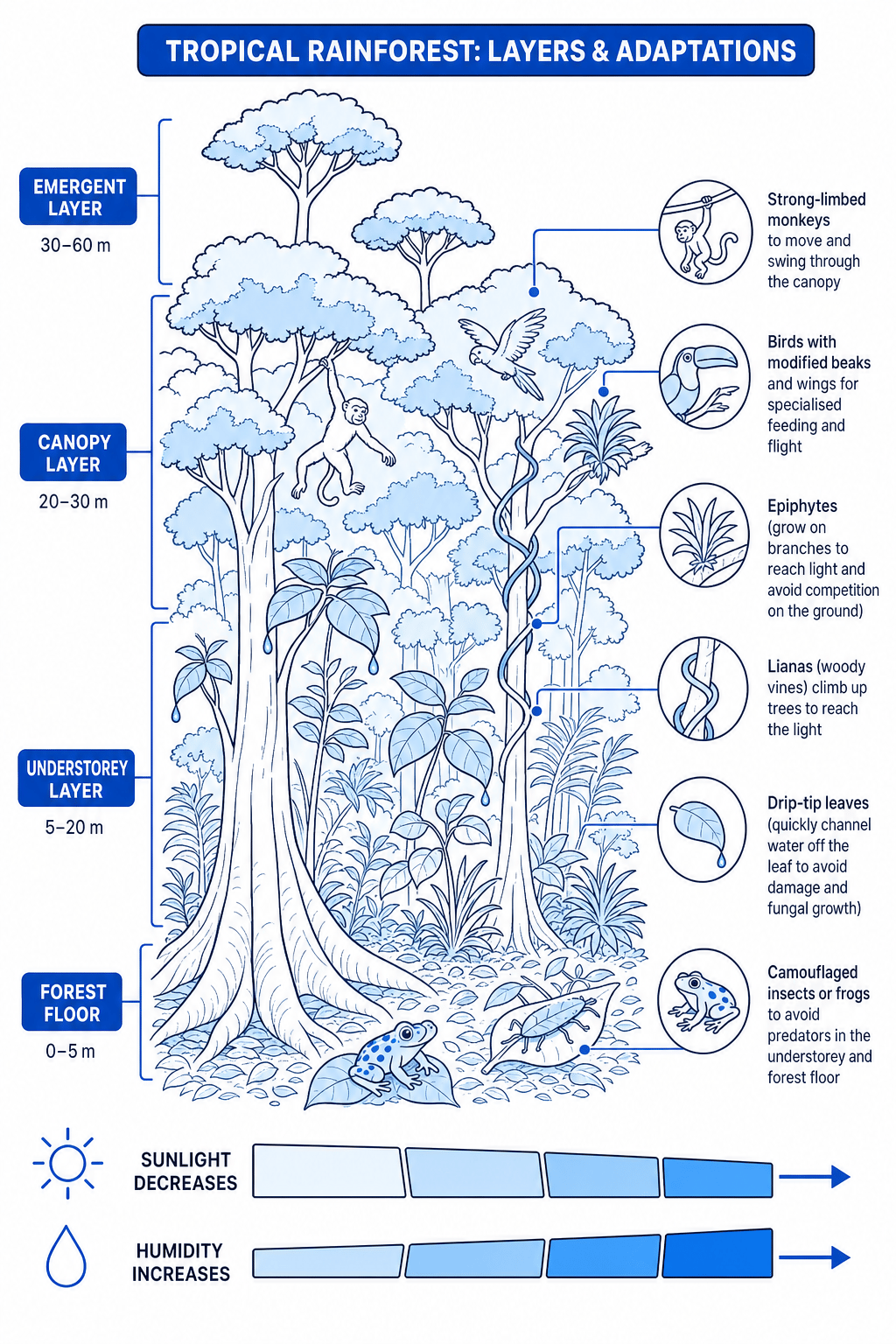 Tropical rainforest layers and adaptations