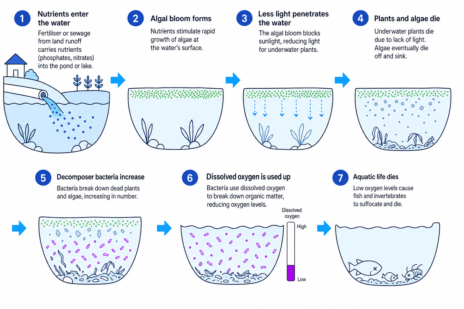 Stages of eutrophication in a pond