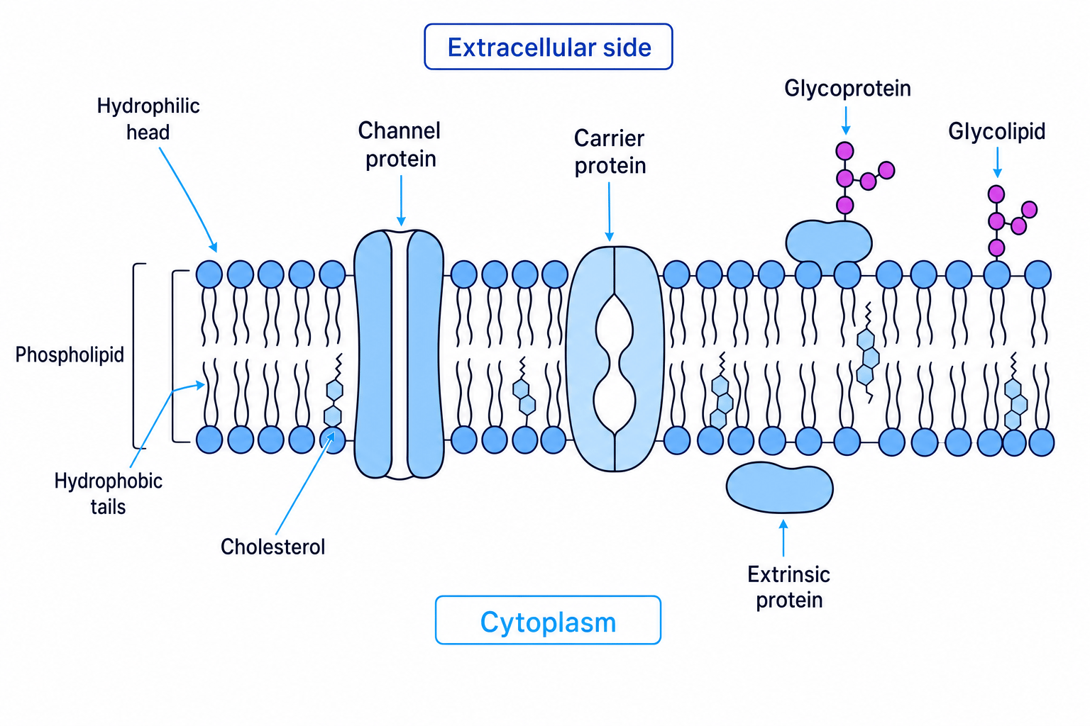 Annotated fluid mosaic model of a cell surface membrane