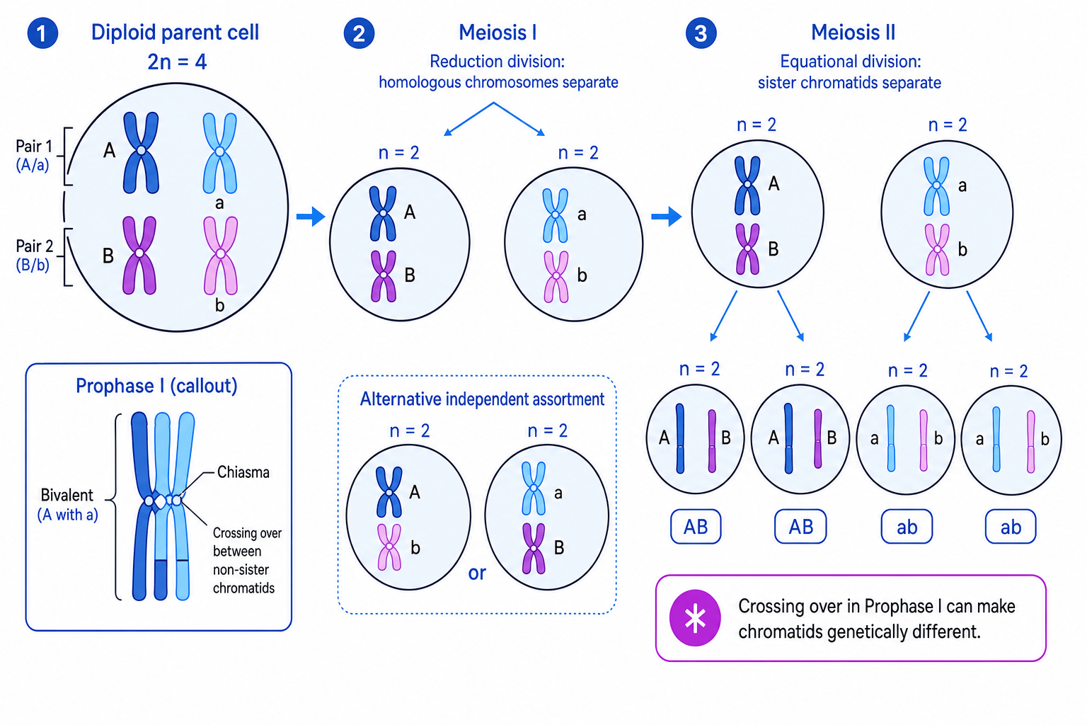 Accurate meiosis overview showing meiosis I separating homologous chromosomes and meiosis II separating sister chromatids