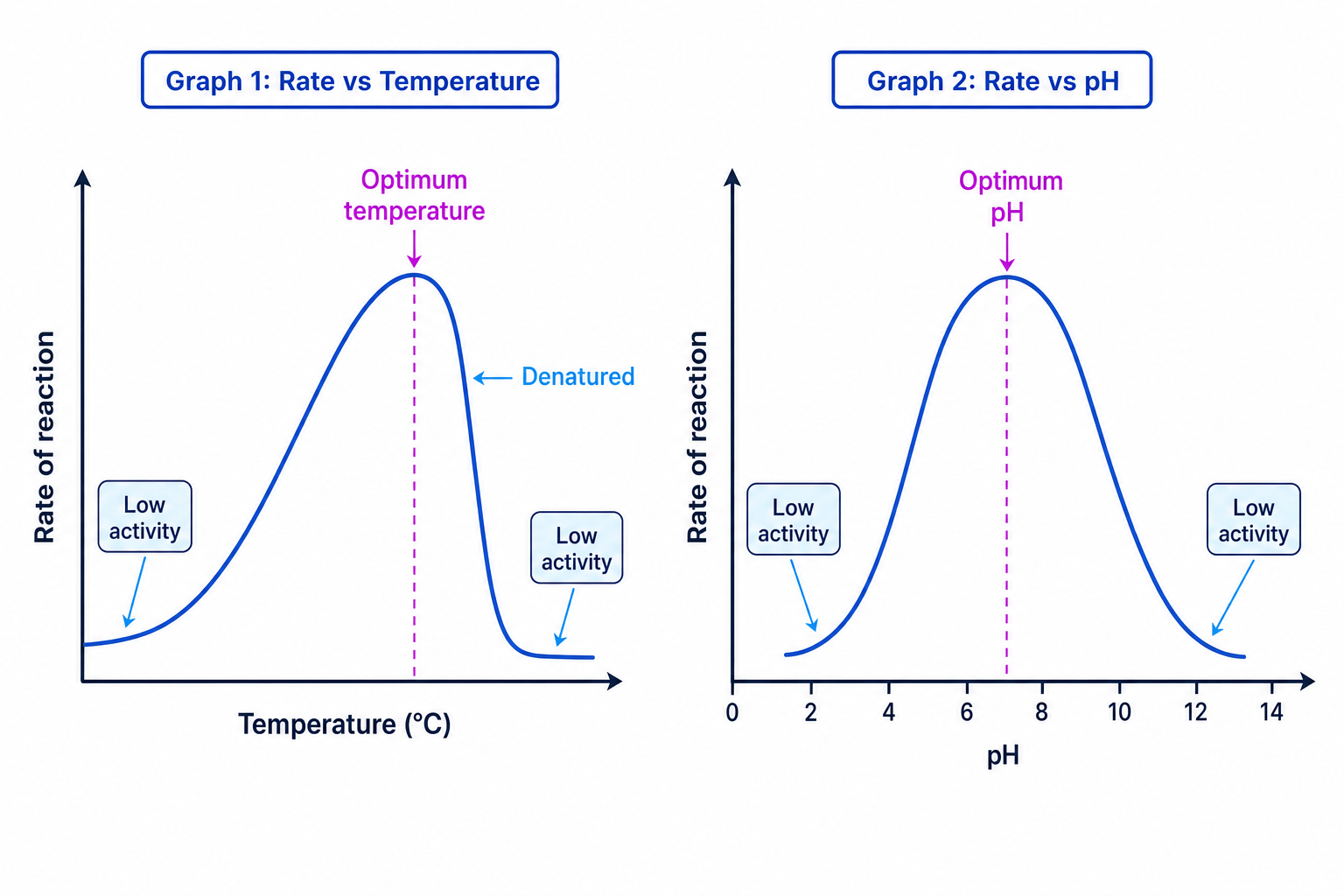 Graphs showing enzyme reaction rate against temperature and pH, with optimum points and denaturation
