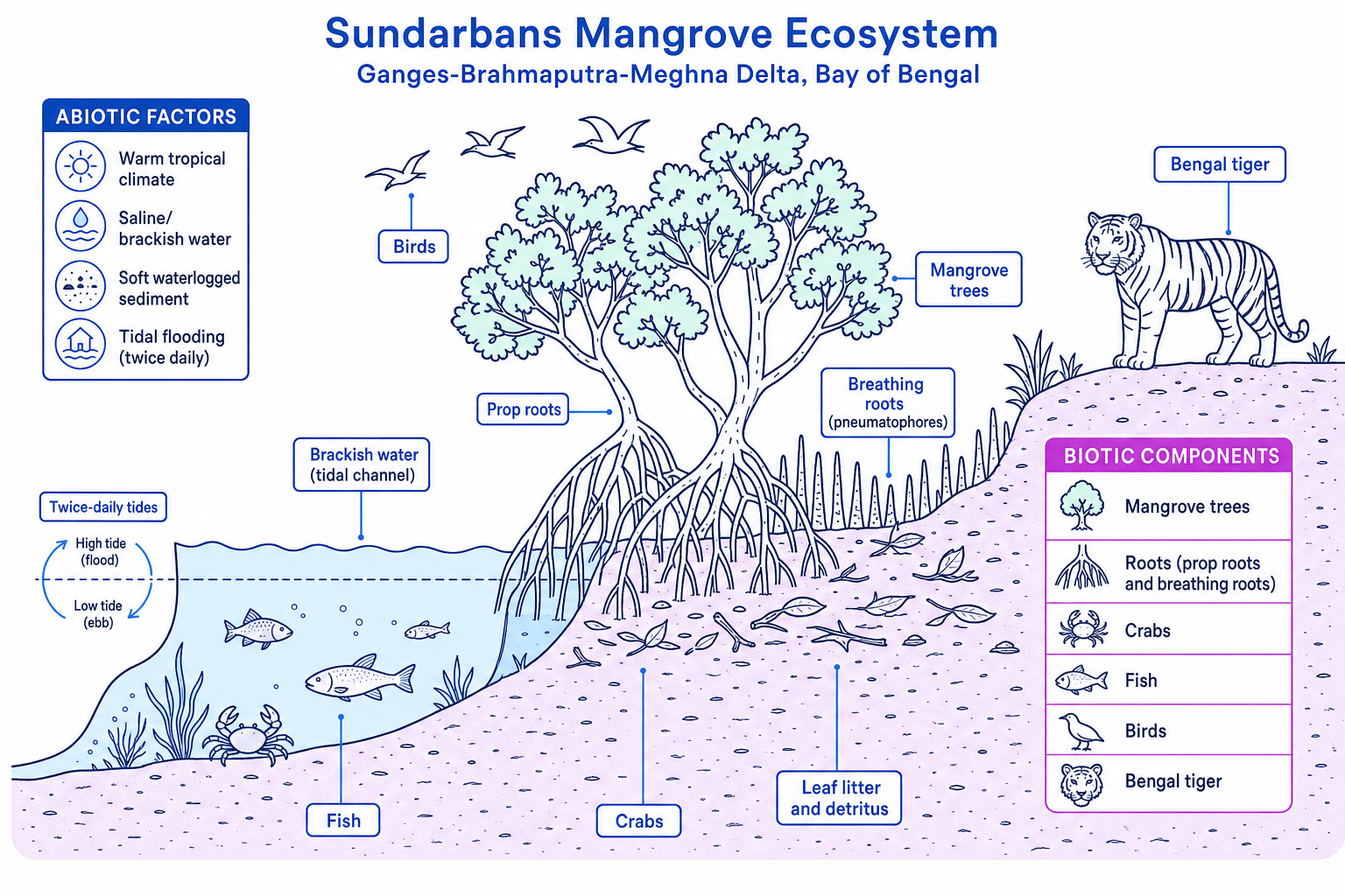 Sundarbans mangrove ecosystem showing abiotic and biotic characteristics