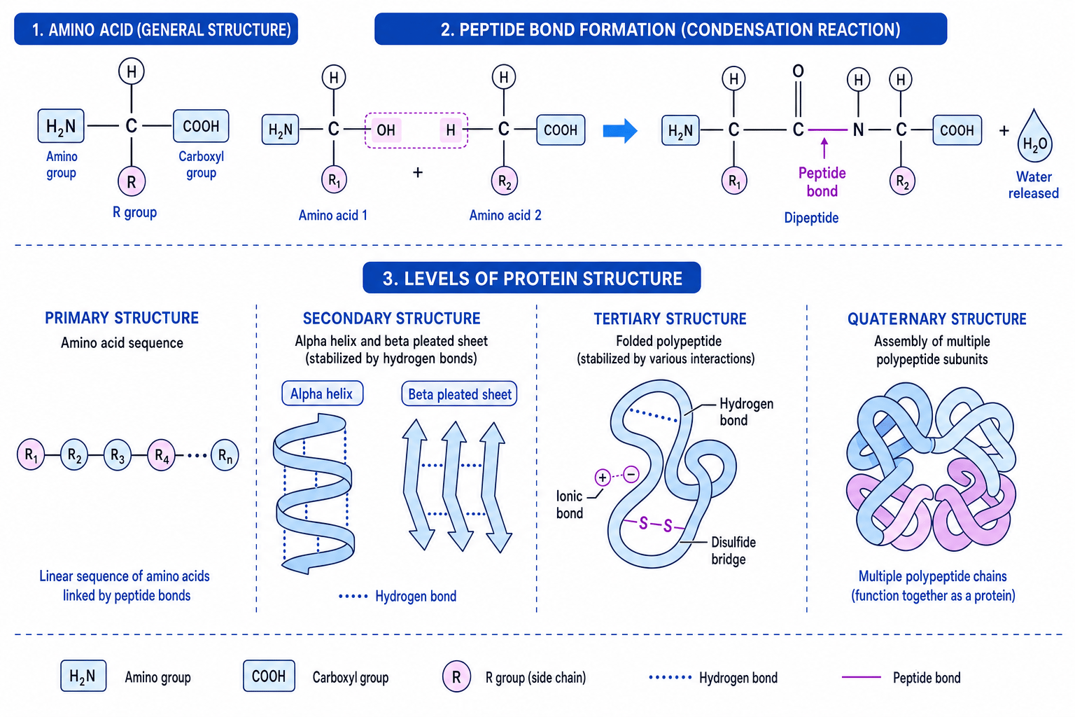 Protein structure from amino acids to quaternary structure