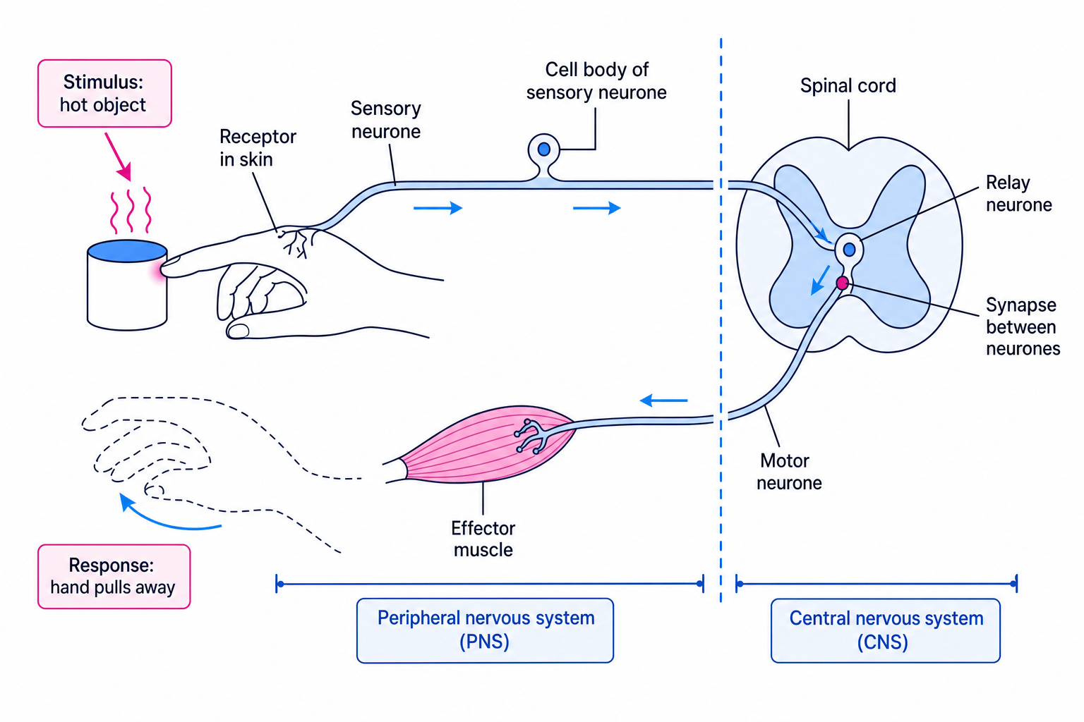 Labelled reflex arc showing stimulus, receptor, sensory neurone, relay neurone, synapse, motor neurone, effector and response