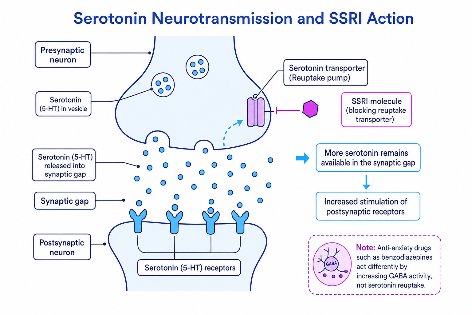 Labelled synapse diagram showing serotonin release, reuptake and SSRI action