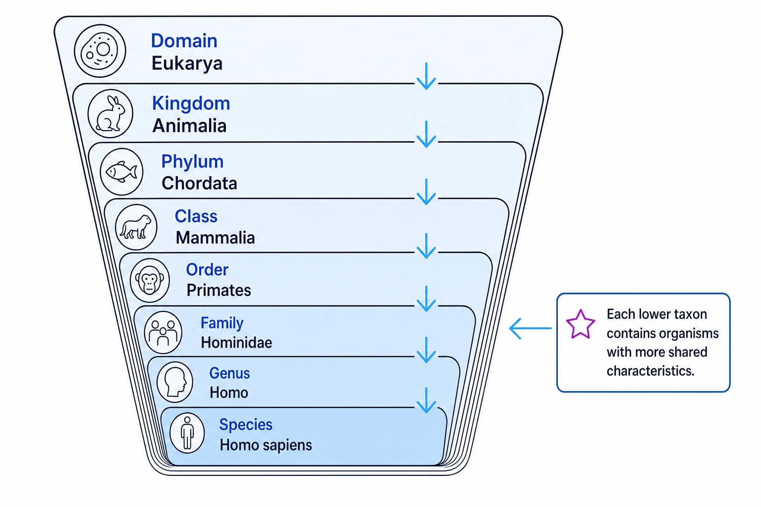 Taxonomic hierarchy from domain to species using humans as the example