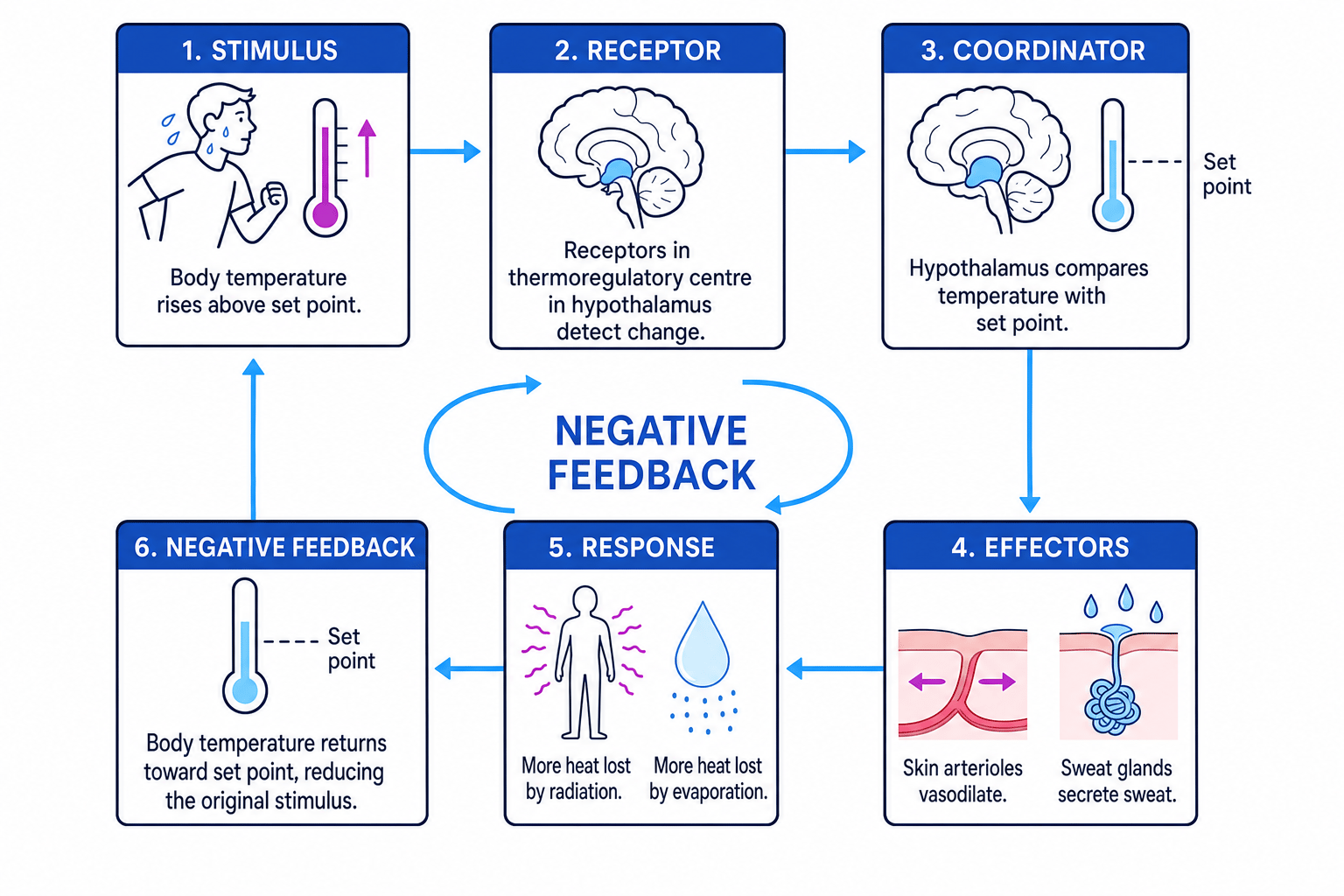 Negative feedback loop for thermoregulation during exercise