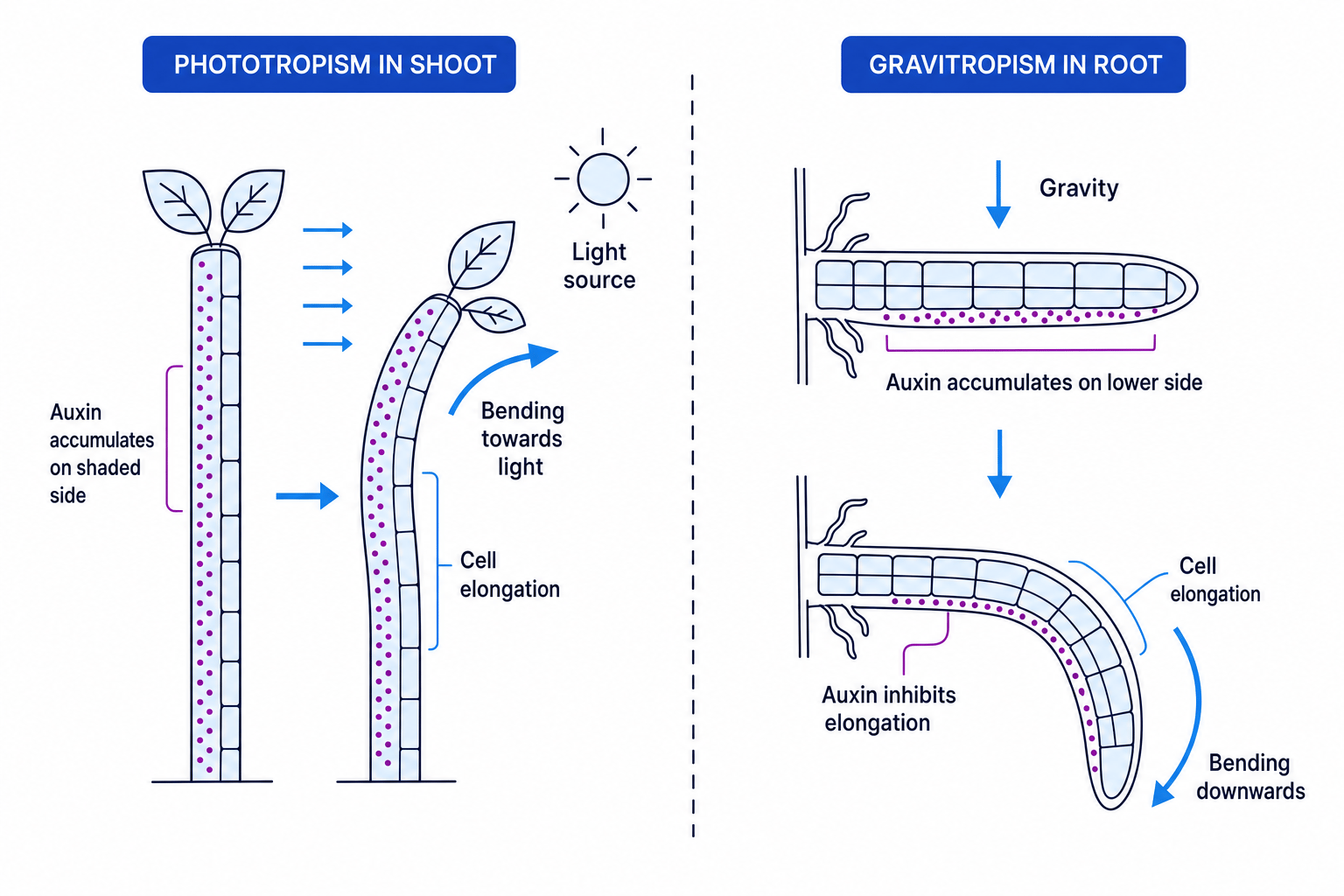 Tropisms and auxin distribution