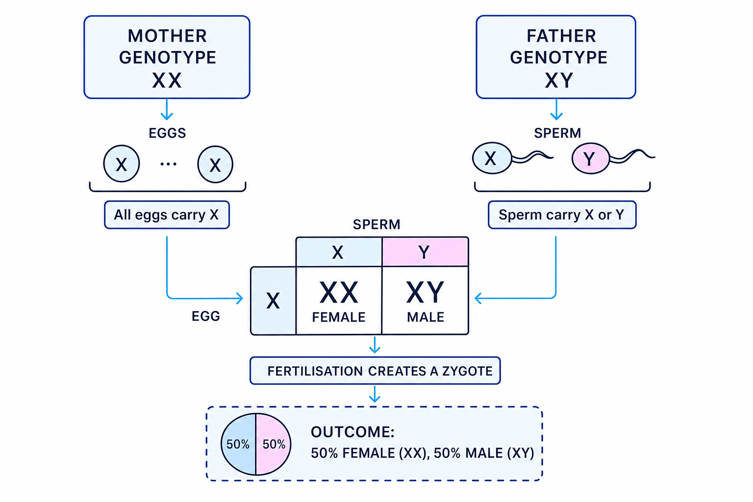 Genetic diagram showing sex determination in humans using XX and XY chromosomes
